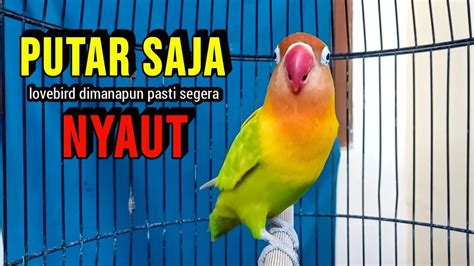 Lovebird Fighter Ngekek Panjang Pancingan Lovebird AMPUH PUTARKAN