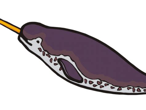 Narwhal clipart narwal, Narwhal narwal Transparent FREE for download on ...