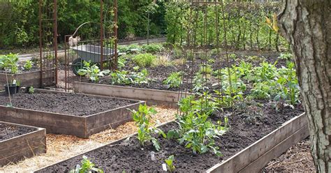 De Voordelen Van Een Eigen Moestuin Bewust Wonen