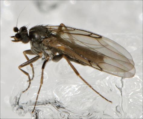 Diptera Info Discussion Forum Megaselia Sp Megaselia Sp Male