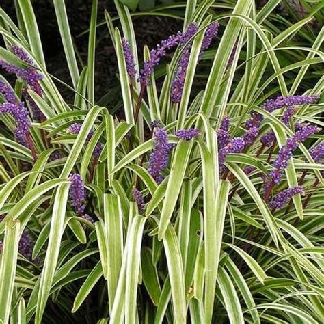 Amazon.com : Outsidepride 50 Seeds Perennial Liriope Muscari Monkey