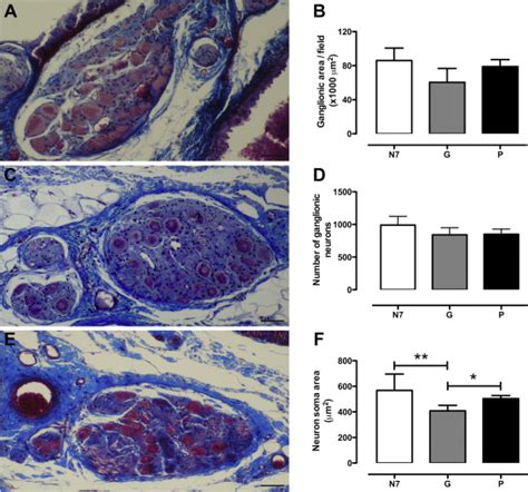 Morphometry Of Paravaginal Ganglia From The Pelvic Plexus Impact Of