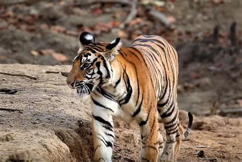 Best Bandhavgarh Tour packages | Book holiday Packages Online