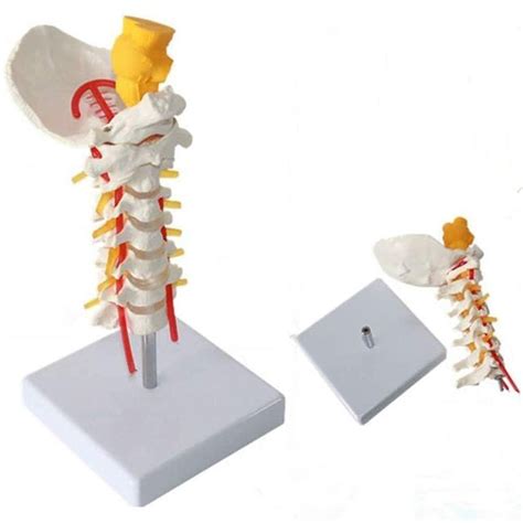 Buy Study Model Human Torso Model Human Cervical Vertebrae Model And