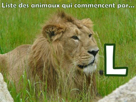 Liste des animaux commençant par la lettre L Dictionnaire des animaux