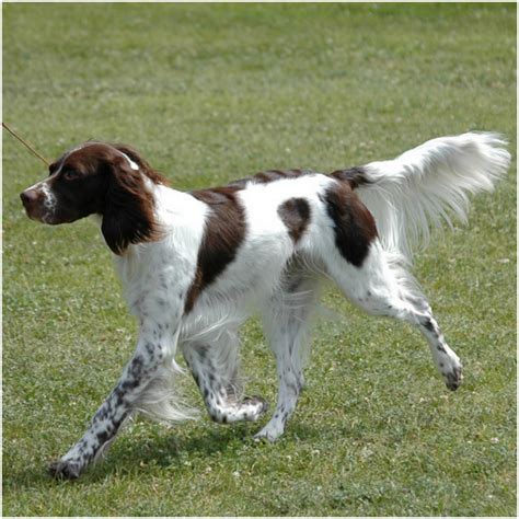 French Spaniel - Breeders, Facts, Pictures, Puppies, Rescue, Temperament | Animals Breeds