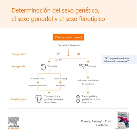 Elsevier Español on Twitter Fisiología Determinación del sexo La