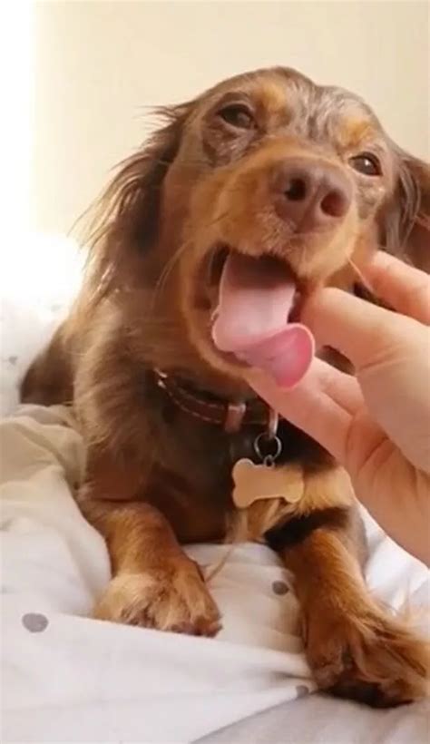 Dachshunds With Busy Morning Routines Melt Hearts On Tiktok Daily Star