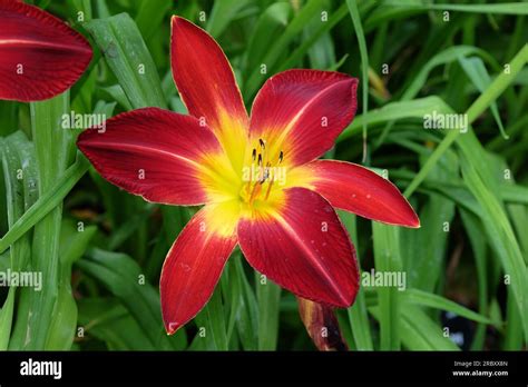 Hemerocallis Hybrid Daylily Ruby Spider In Flower Stock Photo Alamy