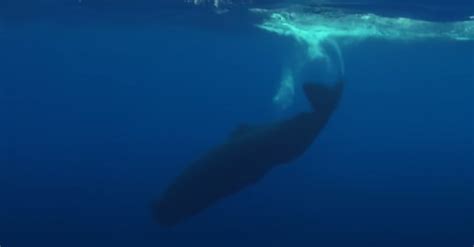 Sperm Whales Identify Each Other Through Symbolic Sounds Called Aural Tattoos The Rainforest