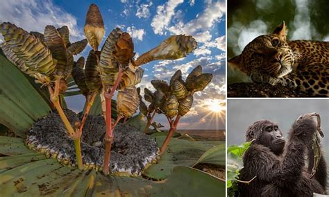 Incredible images show the winners of the Wildlife Photographer of the ...