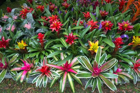 How to Grow and Care for Bromeliads | Bromeliads landscaping, Succulent ...