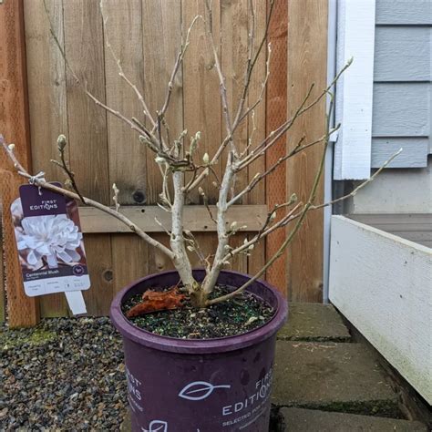 Star Magnolia Bonsai Spring Blooms In Miniature Form