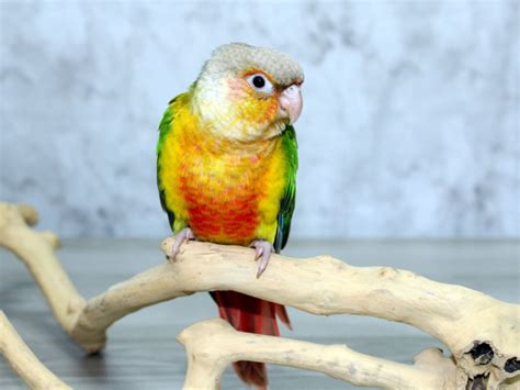 Pineapple Green Cheek Conure BIRD Male 2431530 Petland Lewis Center