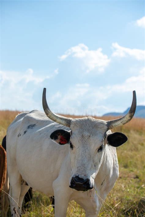 178 Nguni Black White Stock Photos Free And Royalty Free Stock Photos