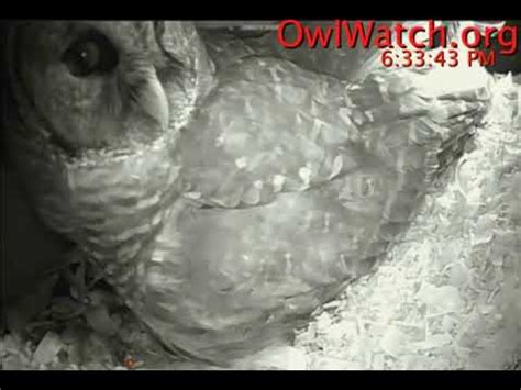 Owlwatch Barred Owls A Snake For Mrs B 2019 01 01 183557 YouTube