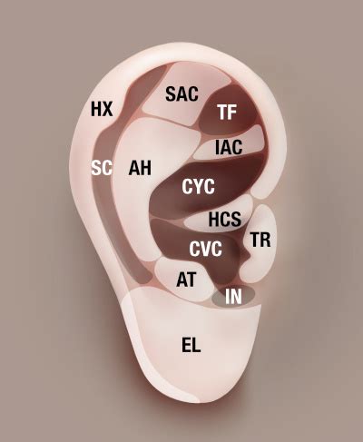 Chengshan BL 57 Master Tung S Acupuncture ELotus CORE