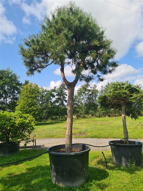 Pinus Nigra Nigra Form Caragh Nurseries