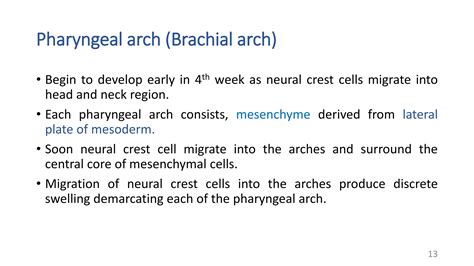 Development Of Pharyngeal Arches Clefts And Pouchespptx