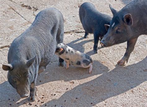 Vietnamese Potbelly Pig Stock Image Image Of Farm Eyes 27339837