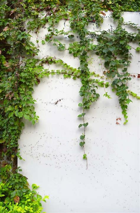 Planta Hera Características Tipos Cuidados Plantio e 50 Ideias