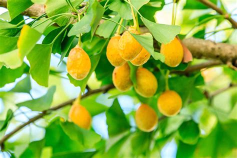 Whats The Difference Between Male And Female Ginkgo Trees