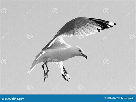 Flying Seagull In Black And White Stock Photo Image Of Motion Animal