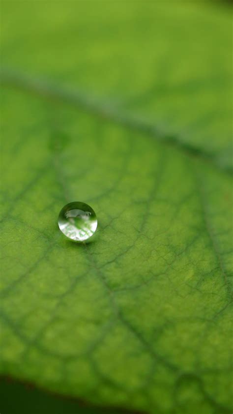 Wallpaper Leaves Water Nature Grass Green Dew Pivot Leaf