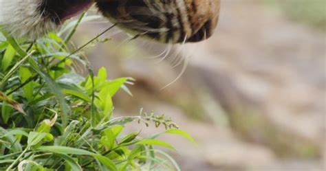 Close Bengal Tiger Eating Grass Wilderness Stock Footage Video (100% ...