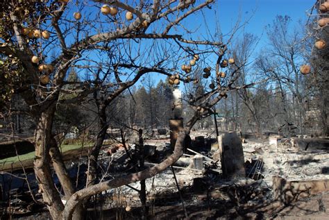 Wildfire Burns Ravages Northern California Town Of Weed Los Angeles