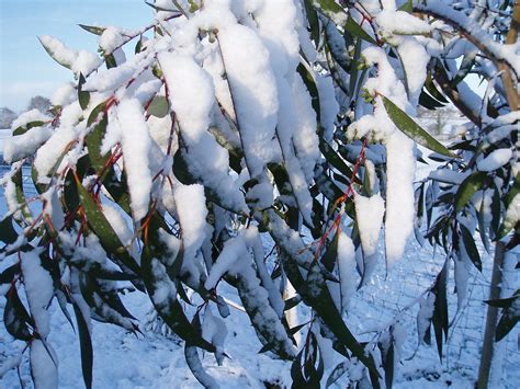 Snow Gum It Really Is A Snow Gum Grown From Seed Brough Flickr