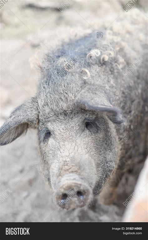 Happy Pig Rolling Mud Image And Photo Free Trial Bigstock