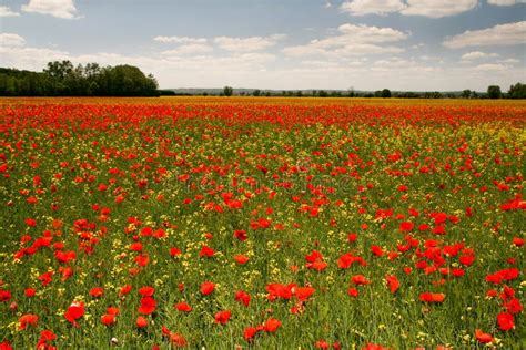 Campo De Rhoeas Vermelhos Do Papaver Das Papoilas Imagem De Stock