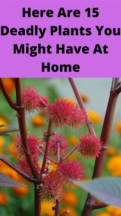 Check your garden here are 15 deadly plants you might have at home ...