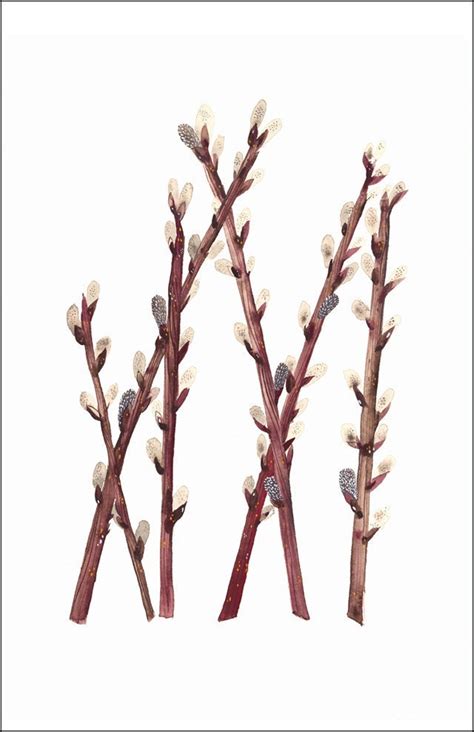 Pussy Willows Print Of Watercolor Painting Botanical Spring Etsy