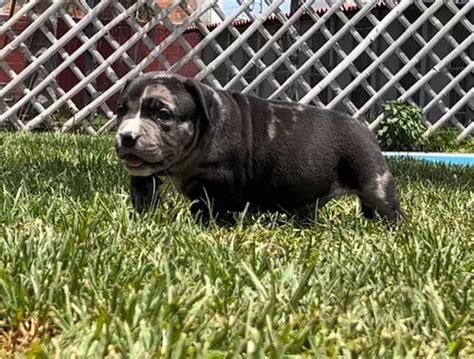 Cachorros Bully Merle Exóticos en venta en Puebla Puebla por sólo