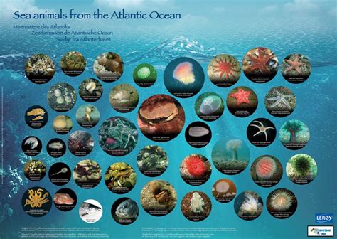 Atlantic Ocean Animals