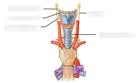 Innervation of the larynx Diagram | Quizlet