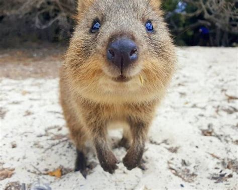 Meet The Quokka The Smiling Marsupial Of Western Australia