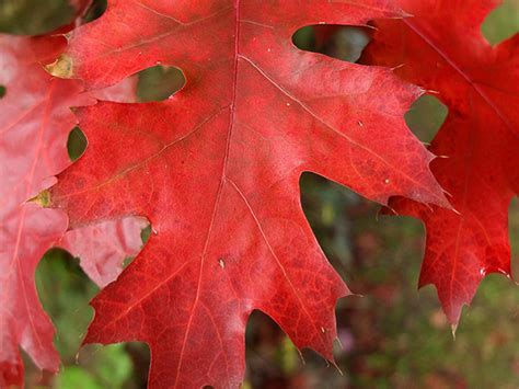 Autumn Oak Leaves