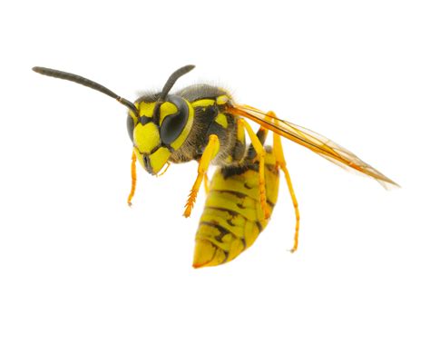 Yellow Jacket Wasps Waco Pest Control Termite Control Ipest Solutions