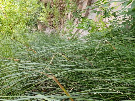 Carex Pellita Woolly Sedge Woolly Sedge Forming A Dense Flickr