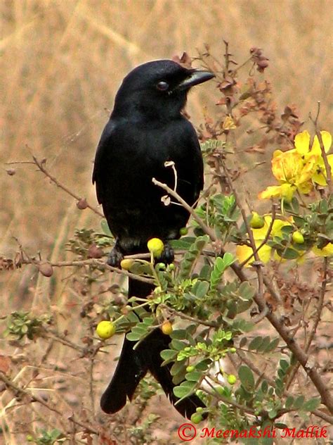 Black Drongo Dicrurus Macrocercus This Photograph Was Ta Flickr