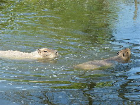 Swimming Capybaras by Pappasaurus on DeviantArt