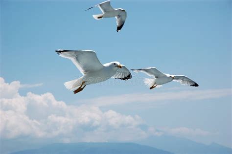 Seagulls In Blue Sky Stock Photo Image Of Animals Hover 7507610