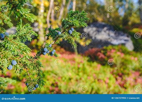 Green Juniper Bush with Berries in the North Finland Stock Image ...