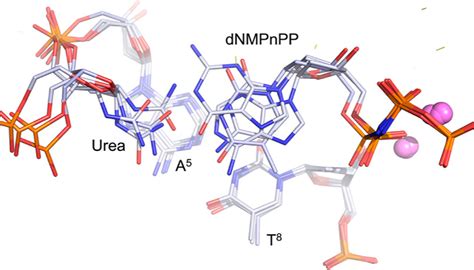 Replication Bypass Of The N 2 Deoxy D Erythro Pentofuranosyl Urea DNA