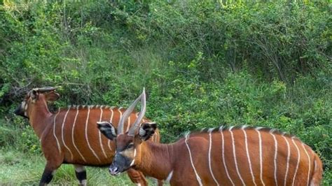 Petition · Save The African Critically Endangered Mountain Bongo