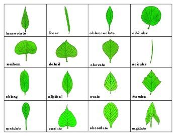 Leaf Shapes and Leaf Margins: Mini Matching Cards | TPT