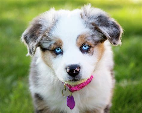 Australian Shepherd Puppies With Blue Eyes